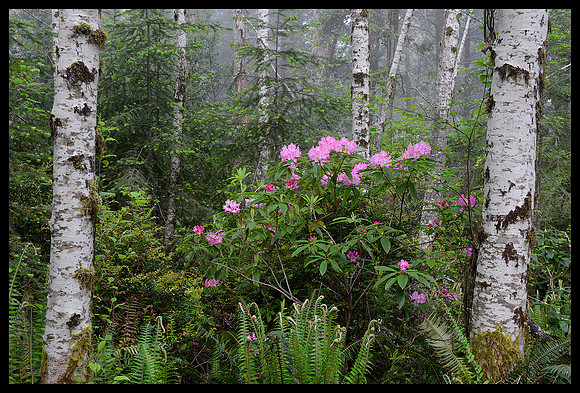 Shrader Old Growth Trail 1