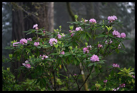 Shrader Old Growth Trail 2