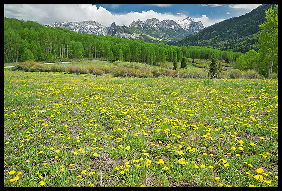 Cimarron Mountains and fresh aspens 2