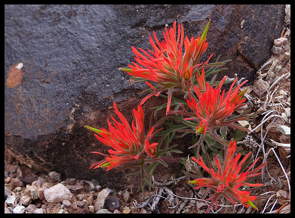 Escalante Canyon flowers