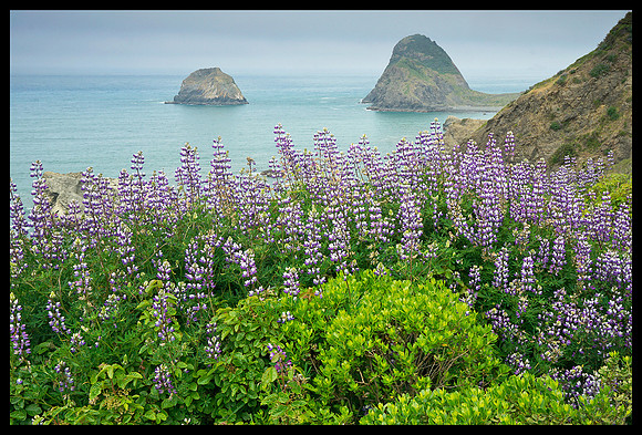 Lupine on Pacific Coast 1