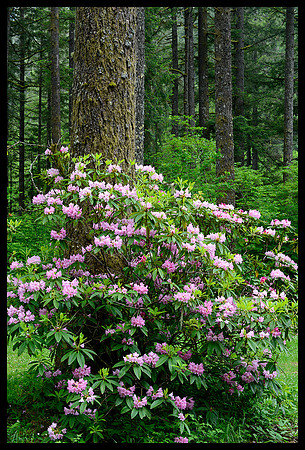 Silver Falls State Park 1