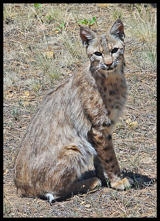 Bobcat 7