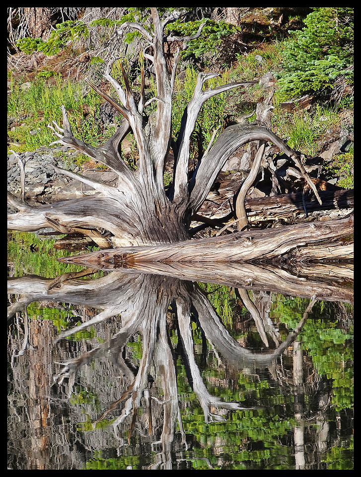 Lake tree