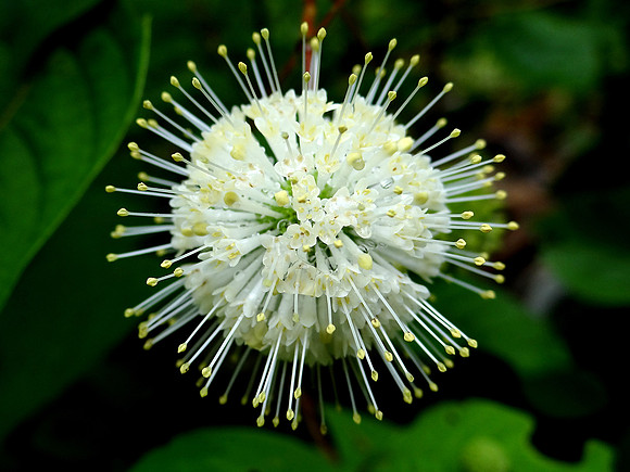 Unknown plant - Fall Creek Falls State Park