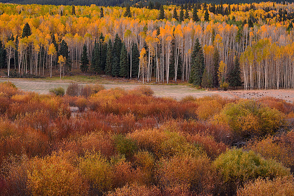 Fall Colors 224