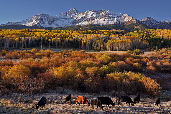 Fall Colors 227
