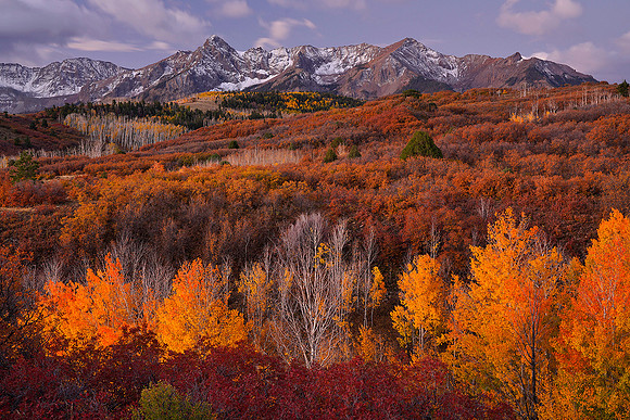 Fall Colors 238