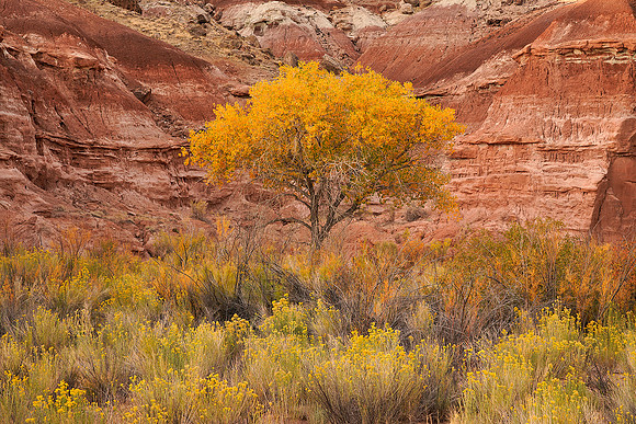 Capitol Reef National Park 7