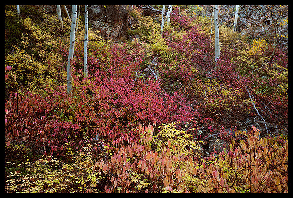 Fall colors 12