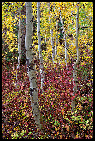 Fall colors 13