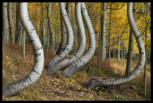 Fall colors 37