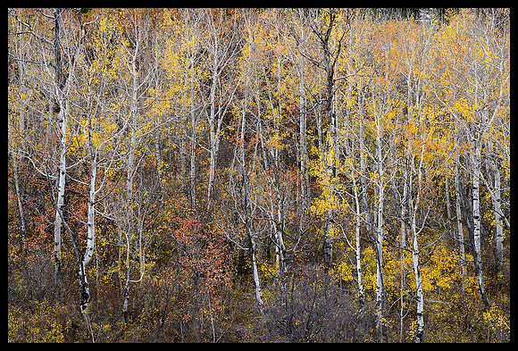 Fall colors 46