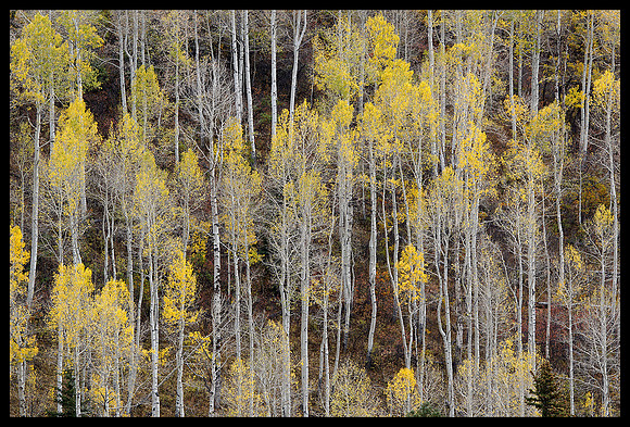 Fall colors 48