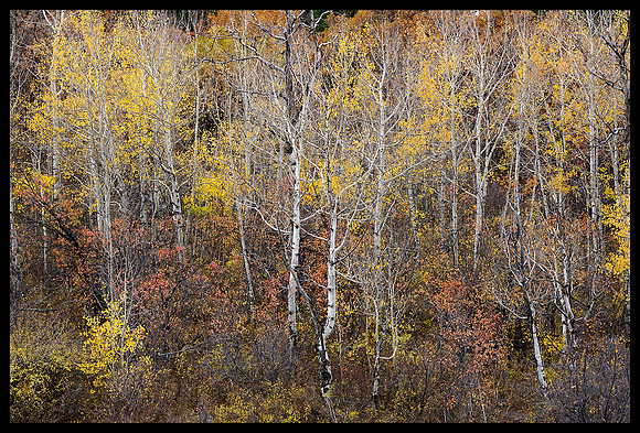 Fall colors 47