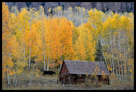 Fall colors 50, CO