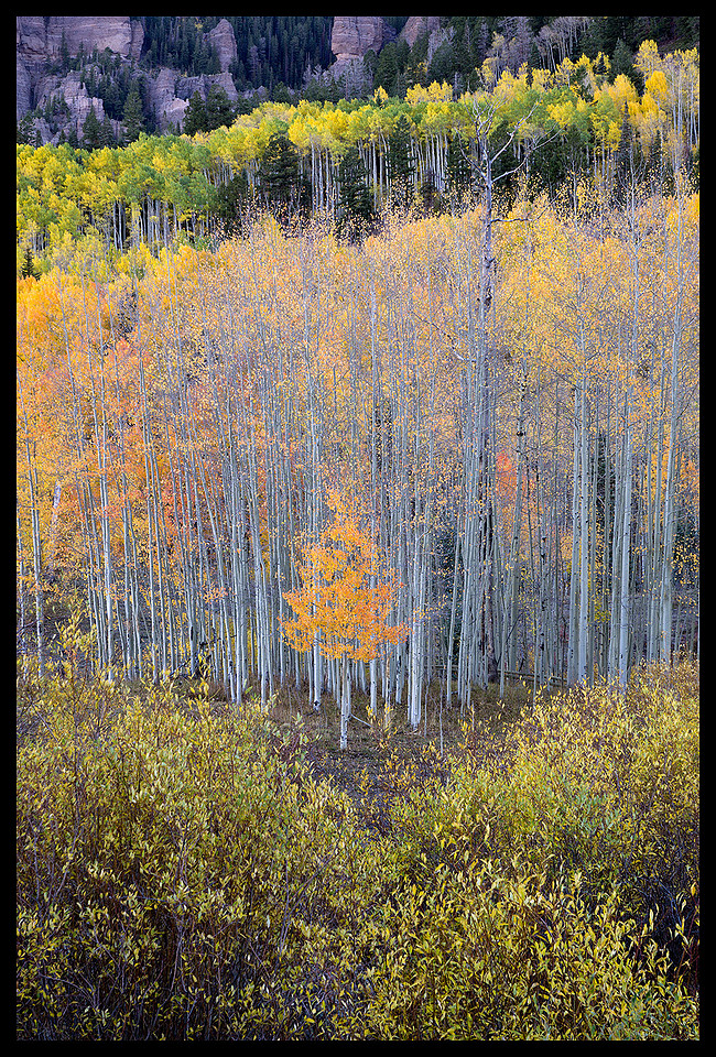 Fall colors 51