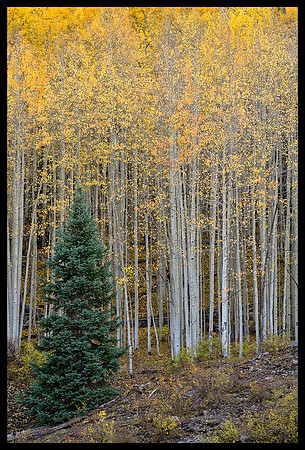 Fall colors 54
