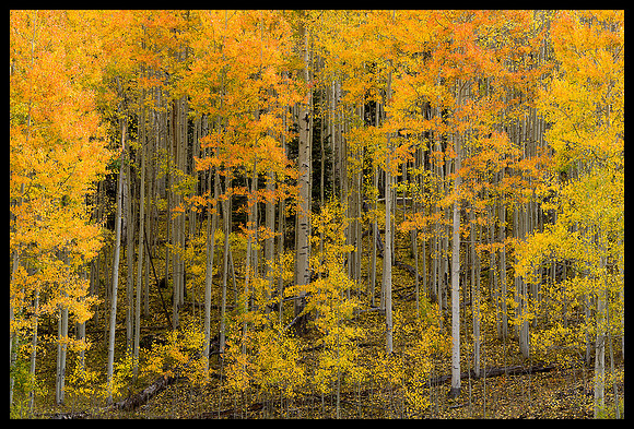 Fall colors 55