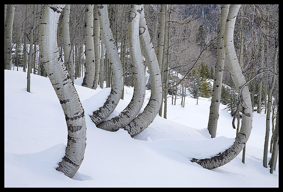 Curved aspens