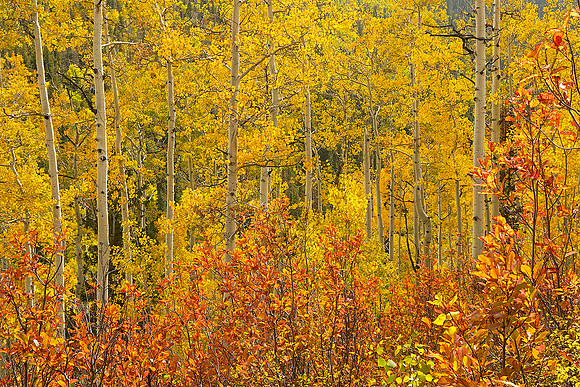 Fall Colors 107