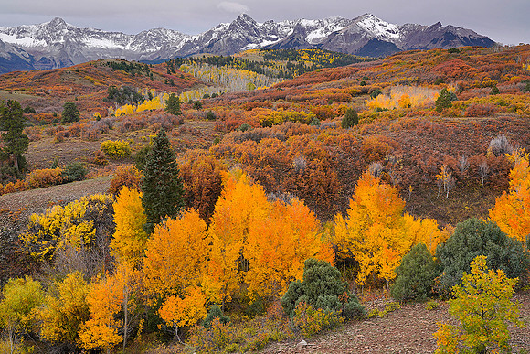 Fall Colors 110