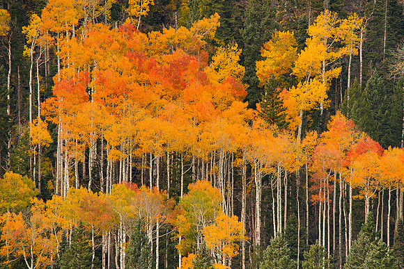 Fall Colors 118