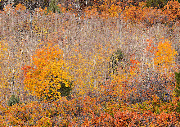 Fall Colors 122