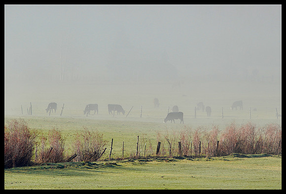 Cows in the fog