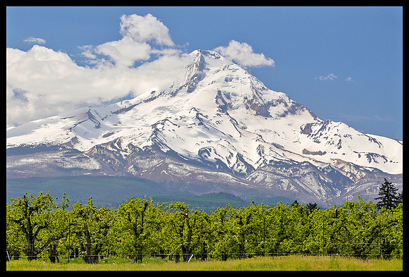 Mount Hood and orchard