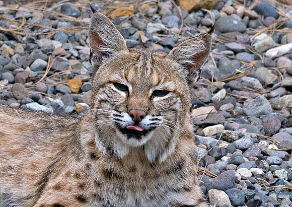 Bobcat 3, CO
