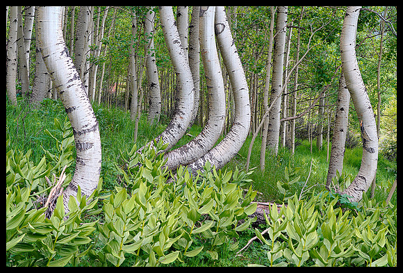 Curved aspens