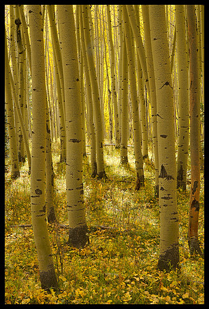 Fall colors 74