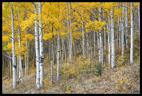 Fall colors 73