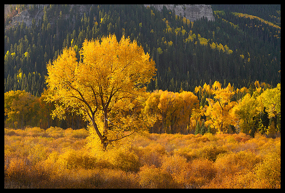 Fall Colors 23