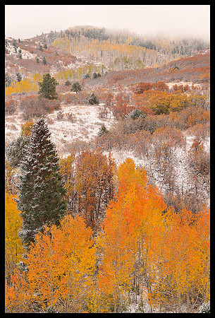 Dallas Divide fall colors 2