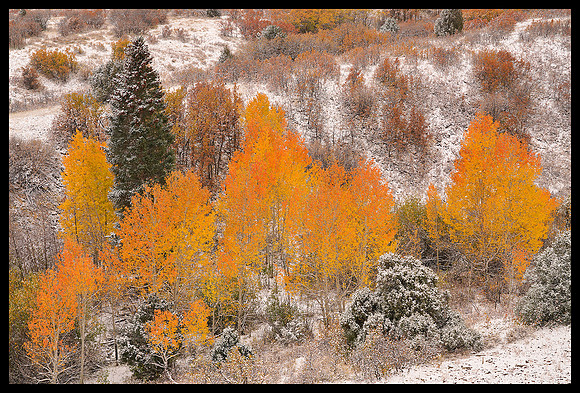 Dallas Divide fall colors 3