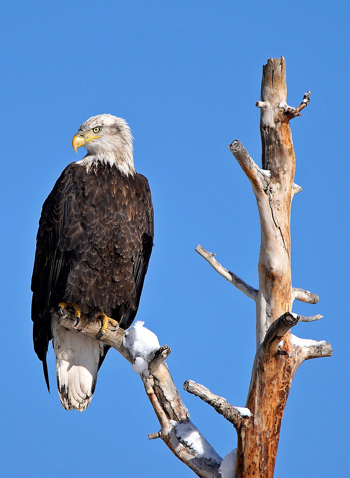 Eagle 5, CO