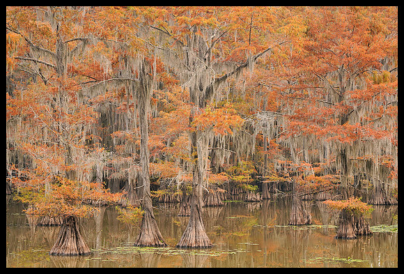 TX, Cypress trees 12