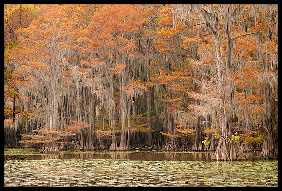 TX, Cypress trees 16