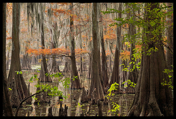 TX, Cypress trees 21