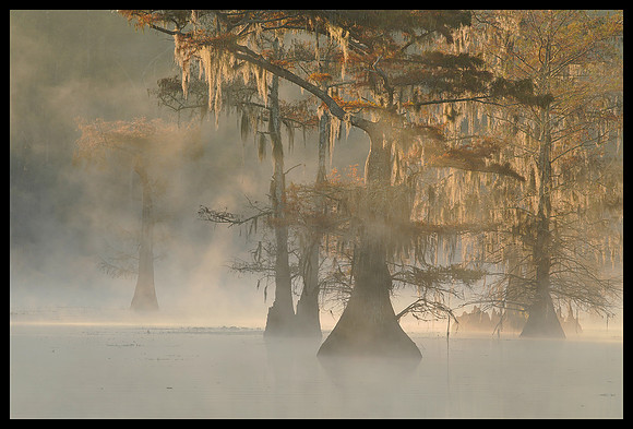 TX, Cypress trees and fog 7
