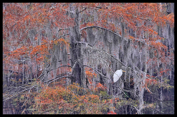 TX, Egret 3