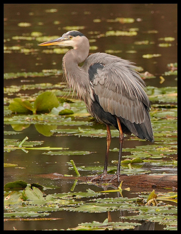 TX, Great Blue Heron 2