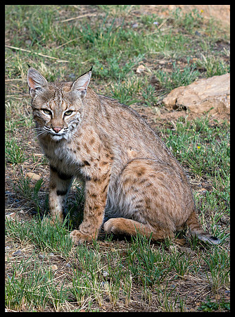 Bobcat 4, CO