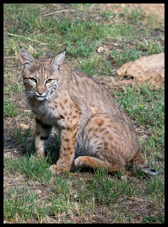 Bobcat 4, CO