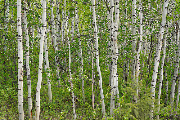 Flowering Aspens 1, CO