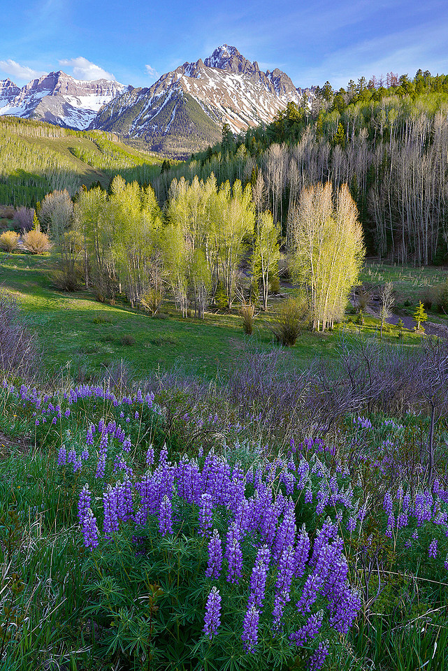 Mount Sneffels and lupine in spring 1, CO