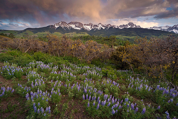Mount Sneffels and lupine in spring 2, CO