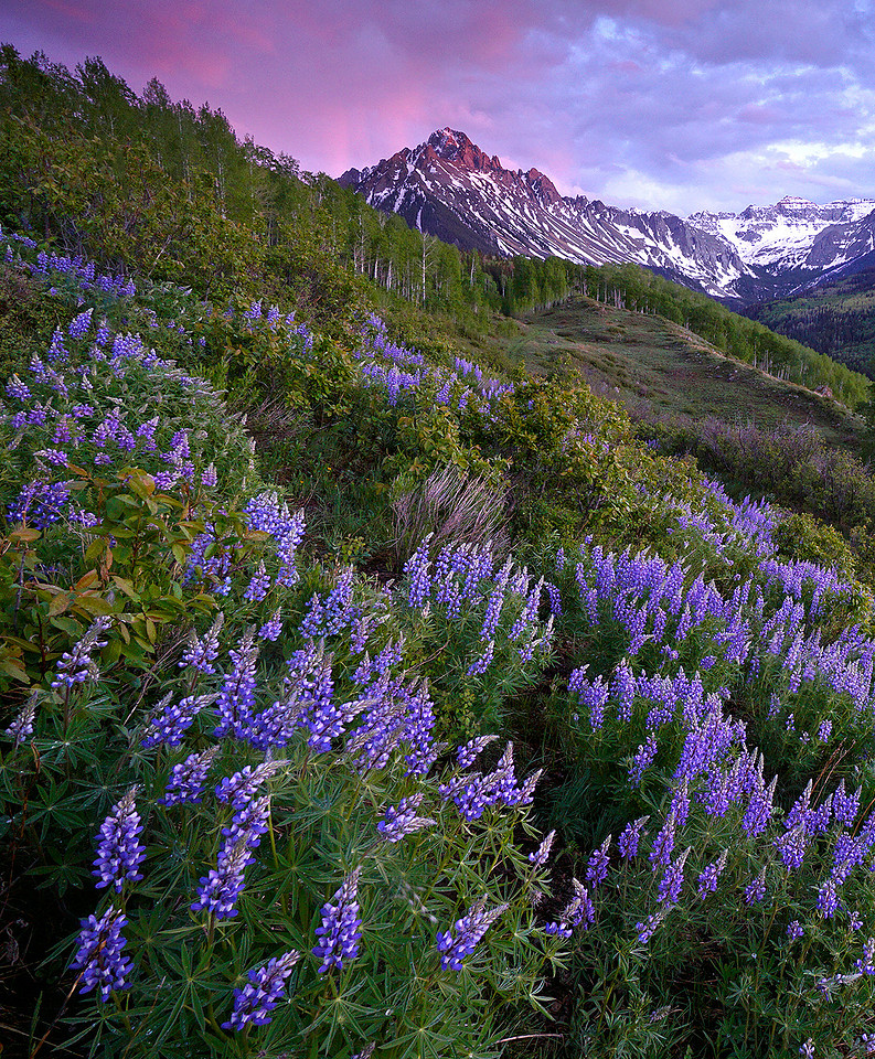 Mount Sneffels and lupine in spring 4, CO